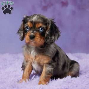 Jesse, Cavalier King Charles Spaniel Puppy